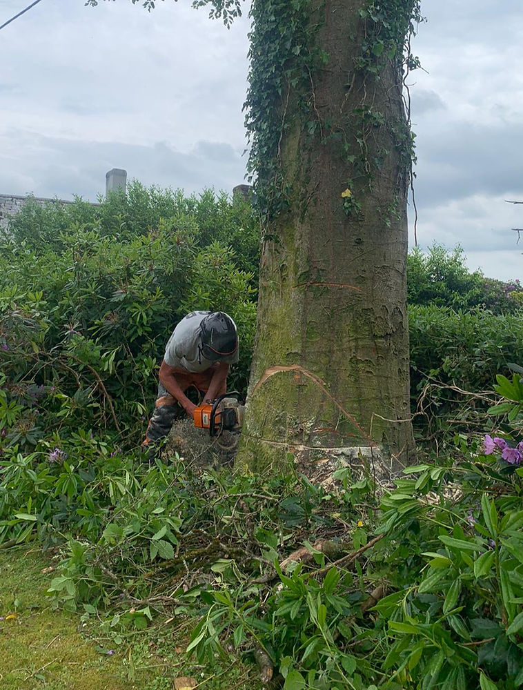Tree Spec surgeon using a chainsaw at the base of a large trunk in a garden
