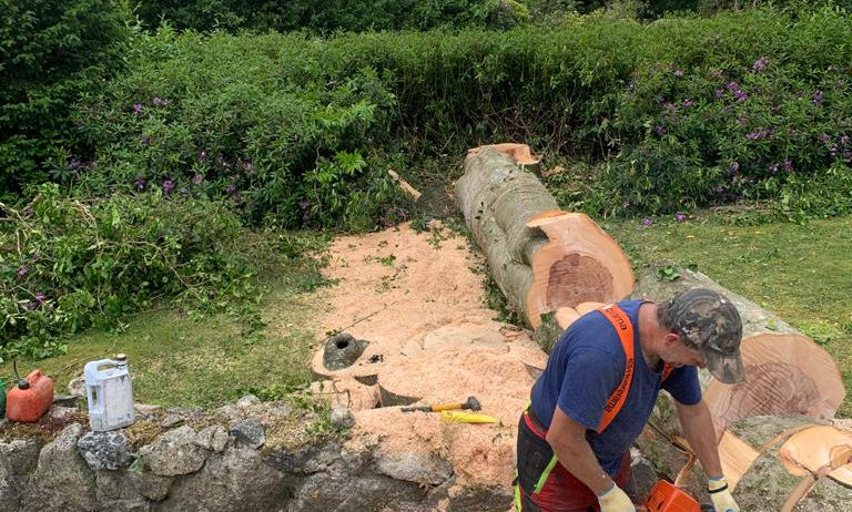 Tree Spec worker with chainsaw beside a felled trunk and cut timber
