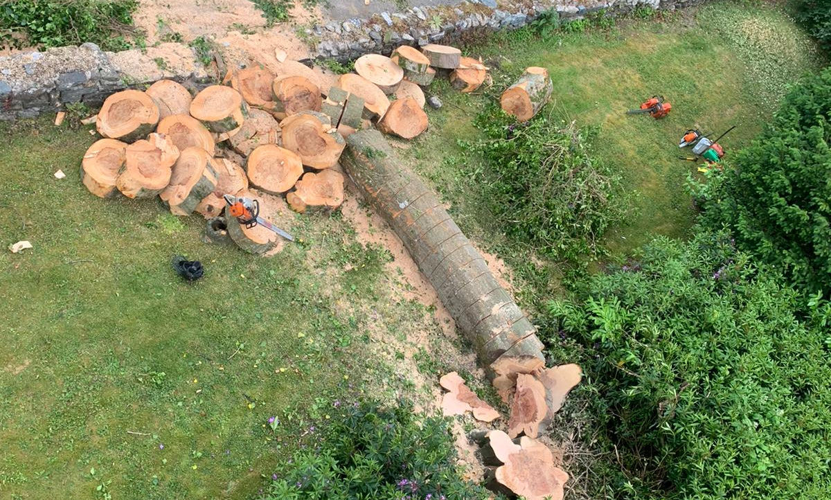 Overhead view of a felled trunk sectioned into rounds with tools visible